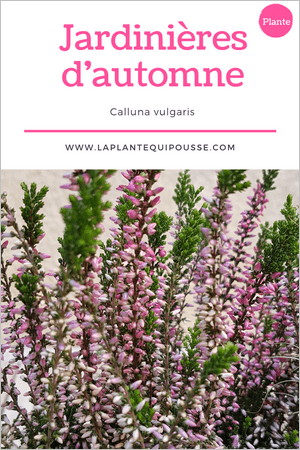 Quelle plante pour une jardinière d'automne? Découvrez la callune ou Calluna vulgaris!