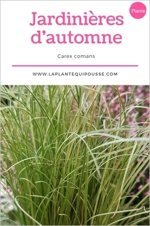 Quelle plante pour une jardinière d'automne? Découvrez le Carex comans ou laîche!