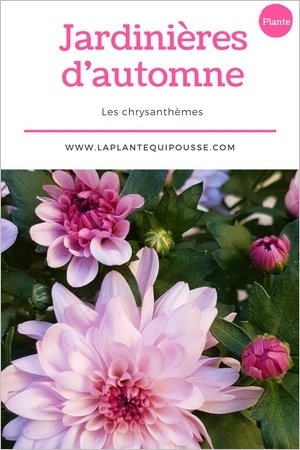 Quelle plante pour une jardinière d'automne? découvrez les chrysanthèmes!