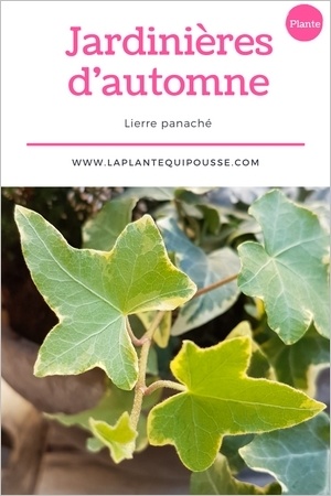 Quelle plante pour une jardinière d'automne? Découvrez le lierre panaché!