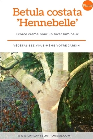 Le bouleau Hennebelle (Betula costata Hennebelle) est un petit arbre à l'écorce remarquable blanche et crème. Idéal pour illuminer le jardin l'hiver. En savoir plus: clic!