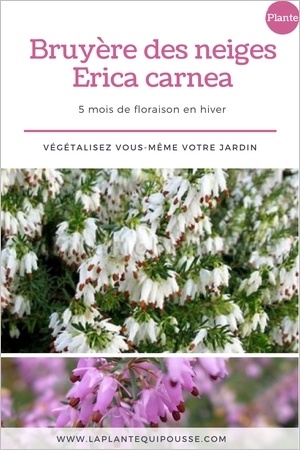 Les bruyères des neiges (Erica carnea) sont en fleurs pendant plusieurs mois l'hiver. Découvrez ce couvre-sol persistant et rustique. Découvrez avec quoi les associer. Lisez l'article