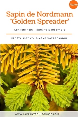 Le sapin de Nordmann nain Golden Spreader a un feuillage jaune dore. Idéal au jardin pour illuminer la mi-ombre et pour un beau jardin l'hiver. Lisez l'article!