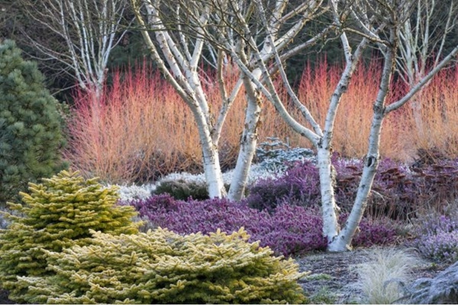 Inspiration et idées pour un beau jardin en hiver