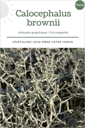 Calocephalus brownii: feuillage gris argent original et moderne pour de belles jardinières et balconnières en climat doux