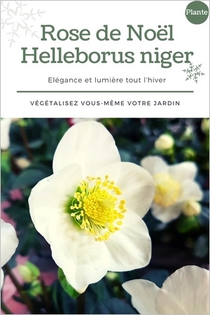 Hellébores blanches (Helleborus niger): une fleur d'hiver idéale pour le jardin et les jardinières fleuries en hiver. Cliquez pour composer vous-même votre jardinière et voir le modèle!