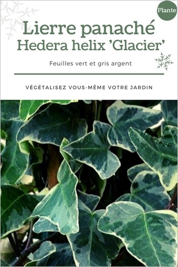 Lierre panaché 'Glacier': un feuillage vert et gris superbe pour accompagner des fleurs dans une jardinière. Cliquez pour voir le DIY!