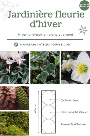 Idée DIY composer une jardinière fleurie rustique pour les fêtes, style nature, avec des fleurs lumineuses blanches et des feuillages gris argent et vert, avec décoration de pommes de pin et mousses