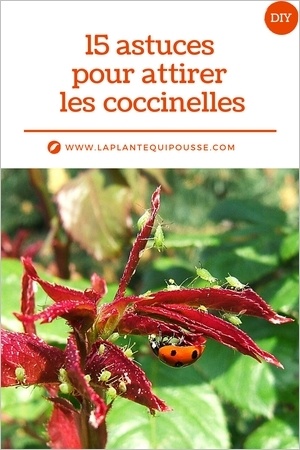 15 astuces pour lutter naturellement contre les pucerons en attirant les coccinelles au jardin