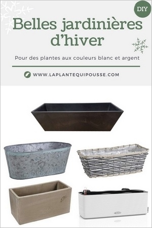 Quelles jardinières choisir pour les fêtes ou des plantes et des fleurs blanches, aux feuillages gris et argent?