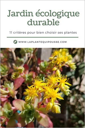 Jardinage durable, 11 critères pour bien choisir des plantes adaptées à son jardin: climat, rusticité, sol, exposition... Sedum palmeri plante grasse rustique.