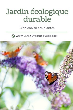 Jardin écologique: faut-il introduire des plantes exotiques dans son jardin? Buddleia, l'arbre aux papillons.