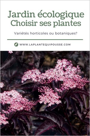 Jardin écologique: doit-on choisir des variétés horticoles ou botaniques pour un jardin de biodiversité durable? Sureau noir / Sambucus nigra Black Beauty 