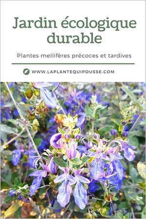 Jardin écologique: liste des plantes mellifères précoces et tardives pour un jardin favorable à la biodiversité