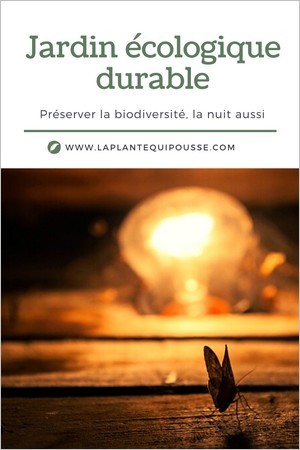 Jardinage durable et écologique: 6 conseils pour limiter l'éclairage de nuit et préserver la biodiversité.