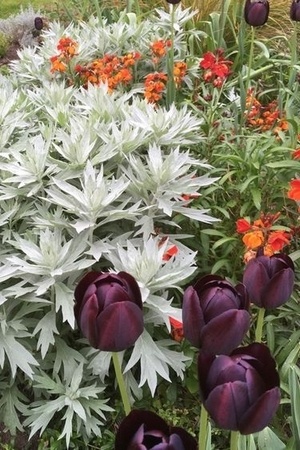 Découvrez les plus belles plantes à feuillage gris argenté: Artemisia ludoviciana Valérie Finnis