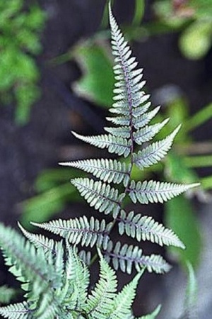 Plante à feuillage gris argenté pour l'ombre: la Fougère japonaise Athyrium niponicum Metallicum