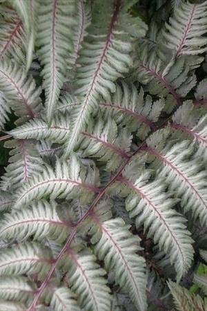 Plante grise pour l'ombre fraiche: Athyrium niponicum Pewter Lace: Fougère japonaise au feuillage original