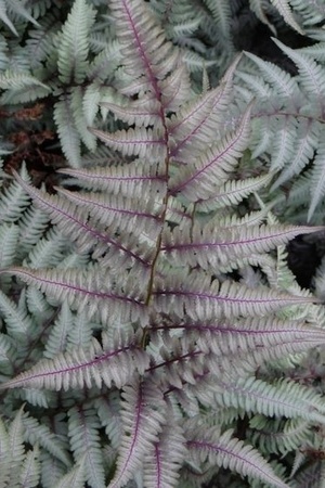 Plantes grises pour l'ombre fraiche, la fougère japonaise Athyrium niponicum Pictum Ursula's Red