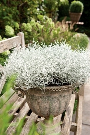 Calocephalus brownii: plante à feuillage gris argent graphique pour de belles jardinières et balconnières en climat doux