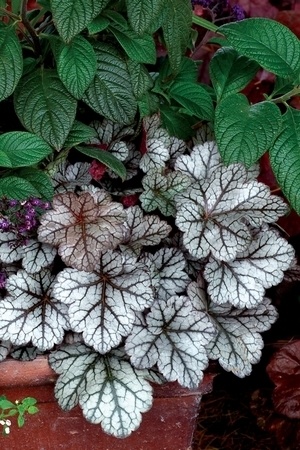 Les plus belles plantes à feuillage gris argenté pour l'ombre: Heuchère Glitter, Heuchera Glitter