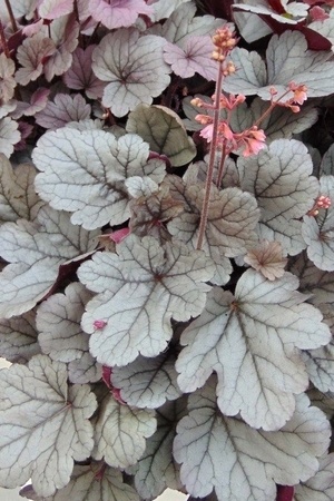 Les plus belles heuchères, plante à feuillage gris argenté: Heuchera Silver Gumdrop