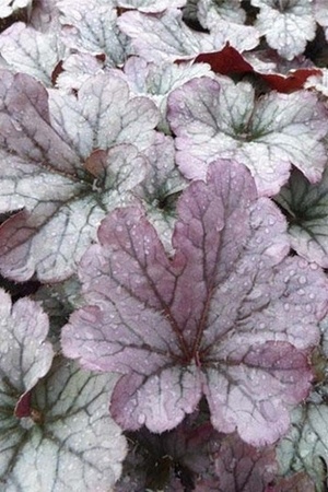 Les plus belles plantes à reflet gris: Heuchera Sloeberry.