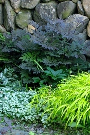 Lamier tâcheté (Lamium maculatum) White Nancy couvre-sol gris argenté pour l'ombre