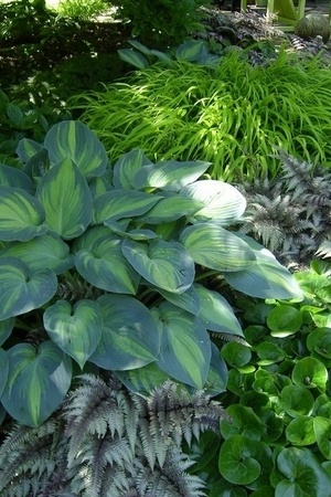 Plantes grises pour l'ombre: la fougère peinte japonaise, ici avec hakonechloa et hosta.