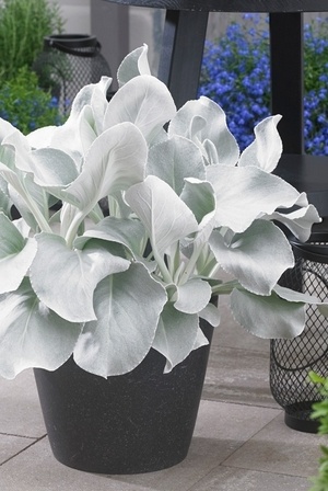 Senecio candicans Angel Wings: une plante au feuillage gris blanc incroyable pour le soleil. Découvrez toutes les plantes à feuillage gris argenté.