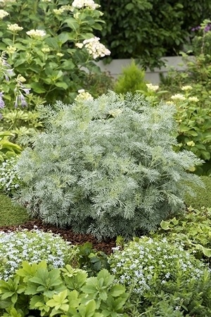 Les plus belles plantes grises: les armoises, ici Artemisia Powis Castle. Découvrez les plus belles plantes à feuillage gris argenté.