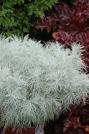 Plante à feuillage gris argenté: Artemisia Makana Silver, superbe et originale