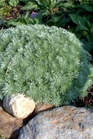 Plante vivace à feuillage gris argenté: armoise Artemisia schmidtiana Nana