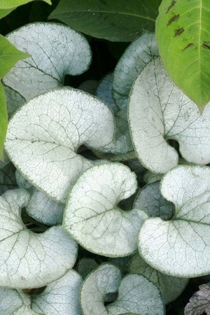 Une plante à feuillage gris argenté incroyable: le Brunnera macrophylla Looking Glass - myosotis du Caucase