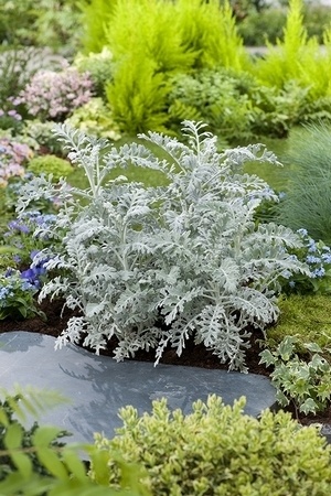 Cinéraire maritime (senecio cineraria): une des plus belles plantes grises pour le soleil