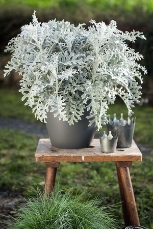 Découvrez les plus belles plantes à feuillage gris argenté pour le soleil et l'ombre. Ici le séneçon cinéraire (Senecio cineraria)