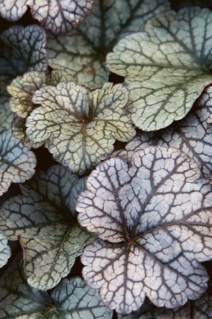 Plante à feuillage gris argenté magnifique: Heuchera Prince of Silver. Découvrez tout sur les plantes grises!