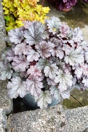 Heuchera Silver Scrolls, une plante gris argenté pour l'ombre et la mi-ombre