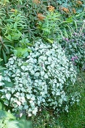 Lamium maculatum Beacon Silver: couvre-sol gris argenté pour l'ombre et la mi-ombre