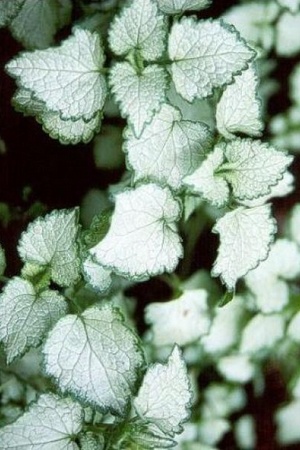 Lamium maculatum Pink Pewter: plante à feuillage gris argenté idéal en couvre-sol à l'ombre et mi-ombre