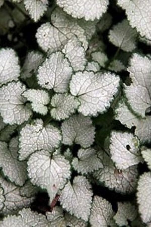 Lamier tacheté Lamium maculatum Sterling silver: plantes grises idéales en couvre-sol à l'ombre