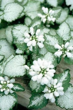 Lamier tacheté White Nancy gris-blanc, plante lumineuse pour l'ombre en couvre-sol