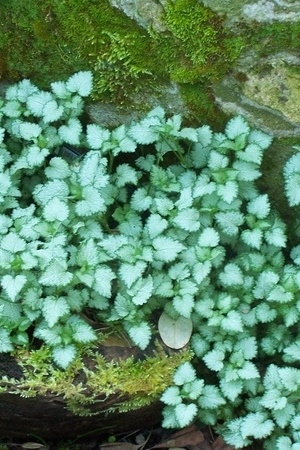 Lamier tacheté (Lamium maculatum) Orchid Frost: plante couvre-sol d'ombre à feuillage gris argenté