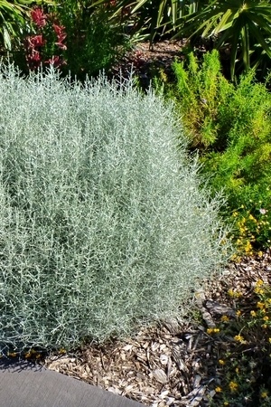 Plante à feuillage gris argenté: le Calocephalus brownii est idéal pour les jardins secs. Plante graphique pour climat méditerranéen