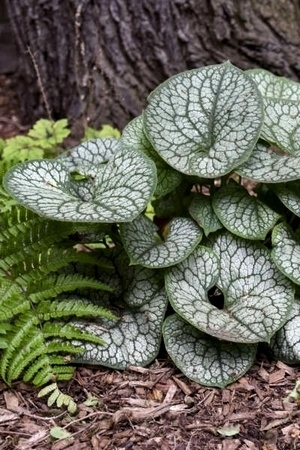 Plante d'ombre à feuillage gris argenté: Brunnera macrophylla en pied d'arbre