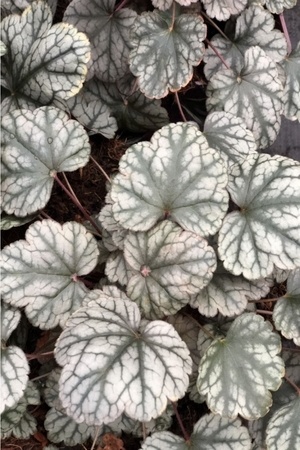 Les plus belles heuchères, plante à feuillage gris argenté: Heuchera Sugar Frosting