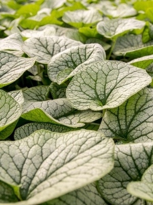 Les plus belles plantes grises d'ombre: Brunnera macrophylla Alexander's Great, un buglosse de Sibérie géant.