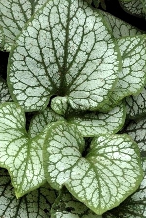 Les plus belles plantes à feuillage gris argenté d'ombre: Myosotis du Caucase Brunnera macrophylla Jack Frost