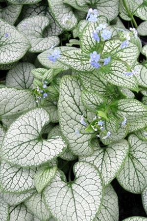 Plante à feuillage gris argenté pour l'ombre: le Bluglosse de Sibérie Brunnera macrophylla Silver Heart.