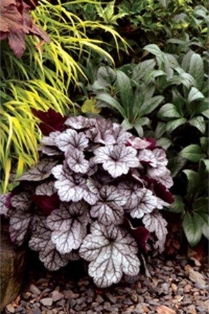 Les plus belles plantes au feuillage gris argenté pour l'ombre. Découvrez les! Ici Heuchera Glitter.